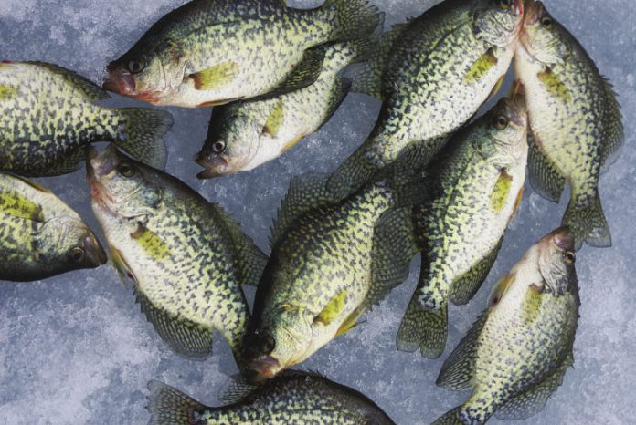 Crappie in Winter