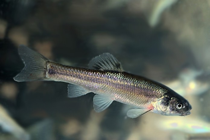 minnow