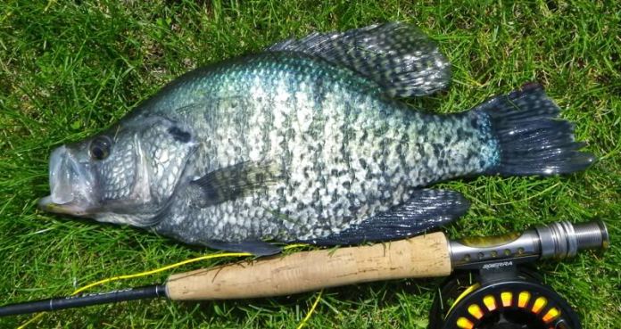 White Crappie