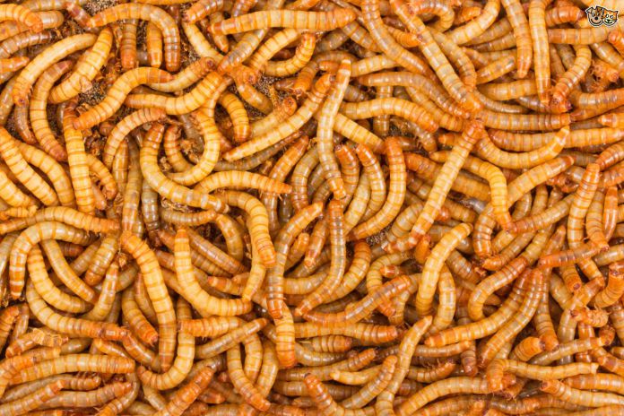 mealworms