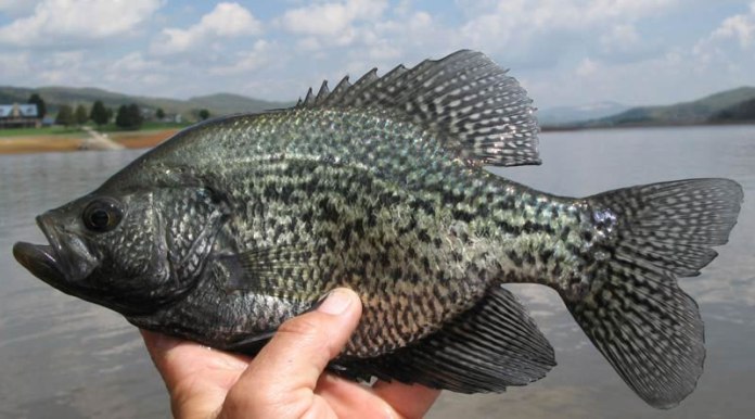 Black Crappie