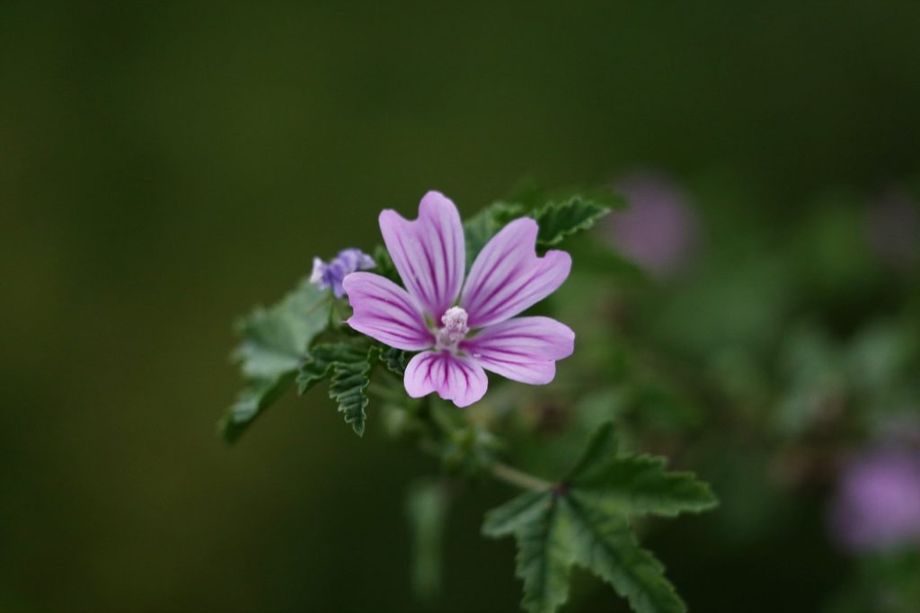 Iaso tea image malva leaves