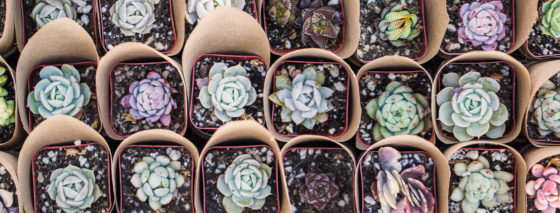 Wedding Favors Your Guests Will Love AND Use