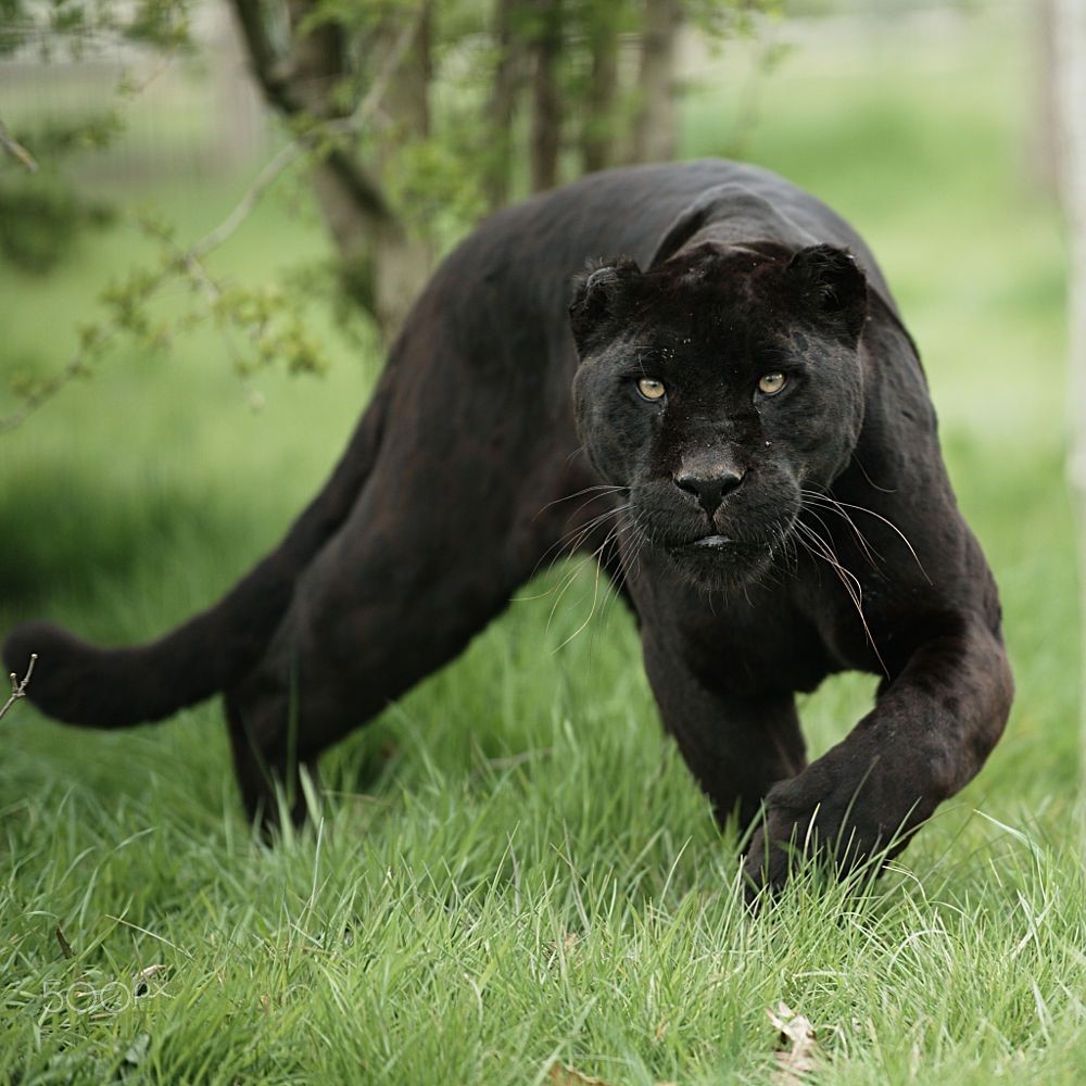 Jaguar in attack mode