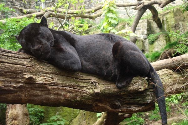 Black Jaguar in zoo