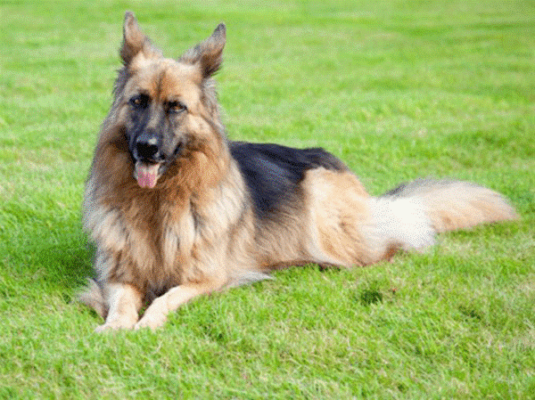 Rich Gunther IV dog