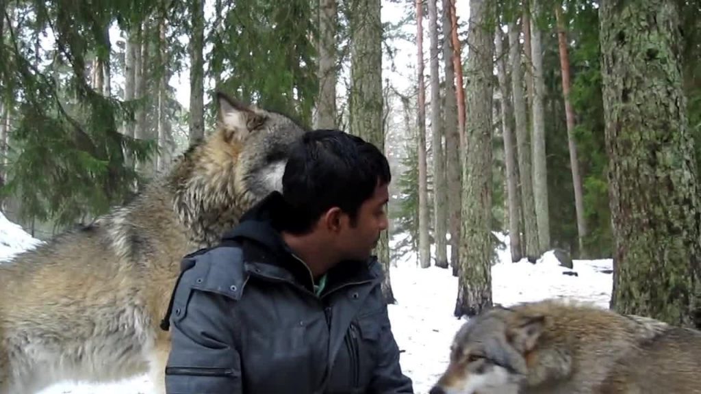 Wolves problem