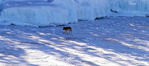 Why wolves coming to the park