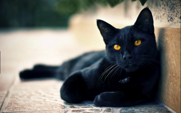 Rich Blackie Cat