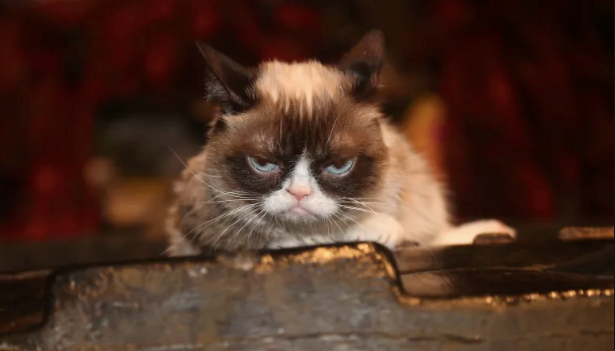 Rich Grumply Cat's
