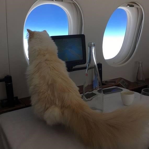 Rich Choupette Cat