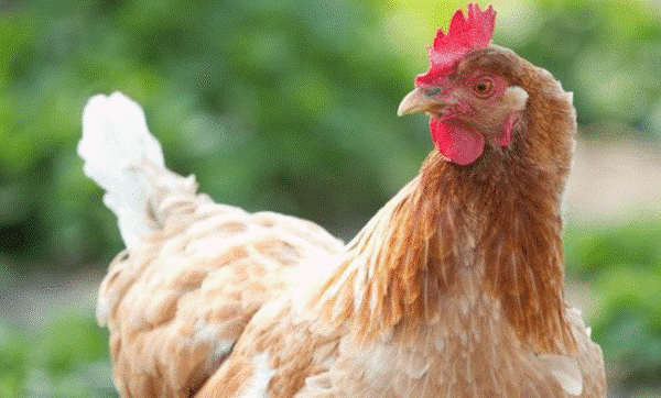 Rich Gigoo chicken