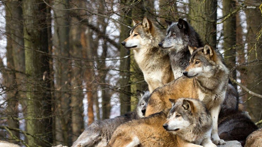 wolf facts