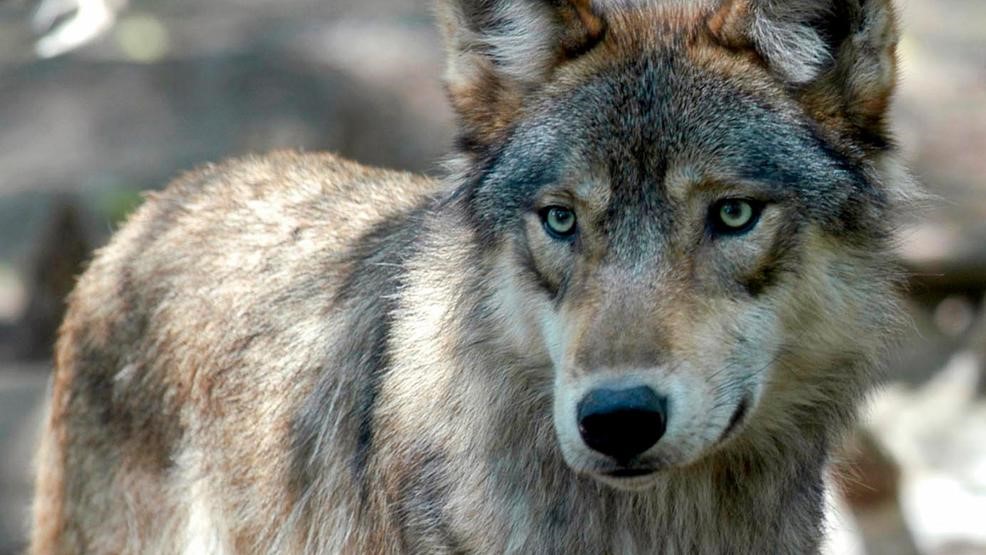 wolves dropped off in USA