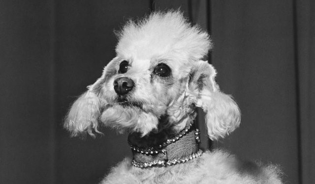 Rich Toby Rimes' dog