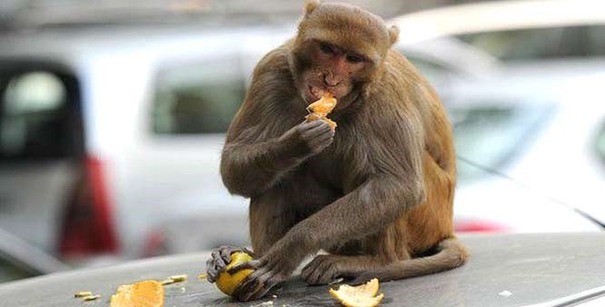 Rich Chunmum monkey