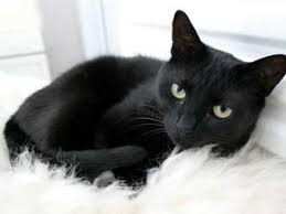 Rich Tommaso Cat