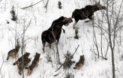 wolf take down a moose