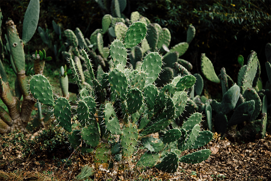 Bright green cactus sitting on dirt