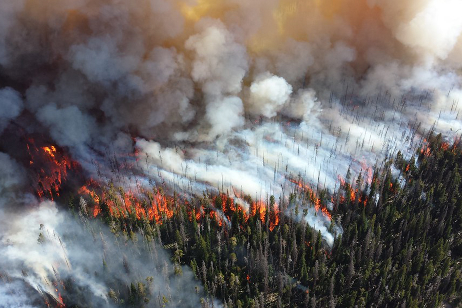 Wildfire with grey smoke spreading across trees
