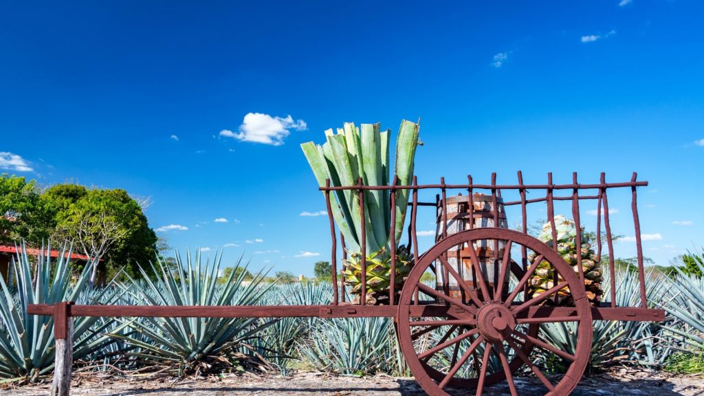 michael-jordan-cincoro-tequila