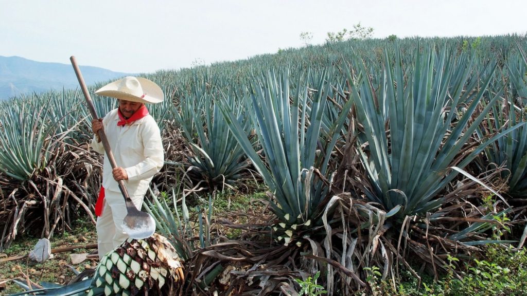 tequila-101-discover-tequila