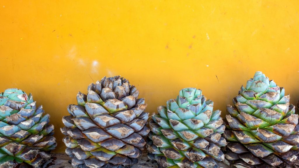 tequila 101 discover tequila