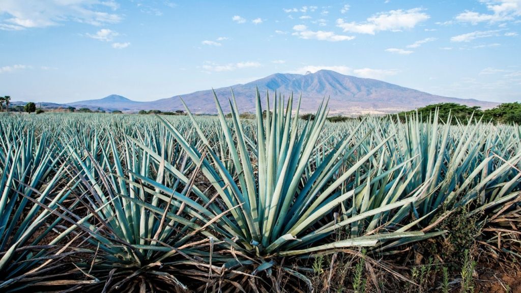 tequila-101-discover-tequila