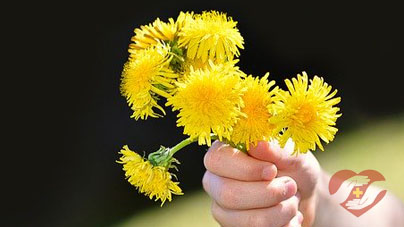 dandelion health benefits