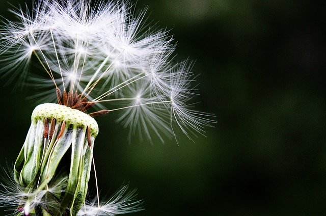 dealing with allergies