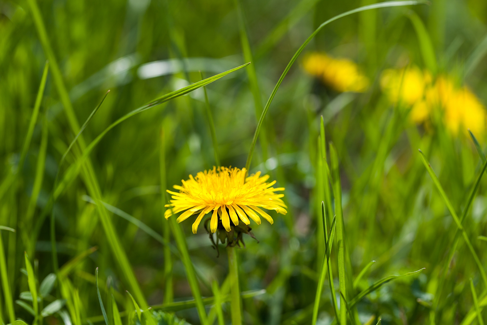 dandelion health benefits