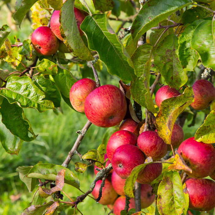 Essen Sie rote Fr&uuml;chte, um Bauchfett zu verlieren