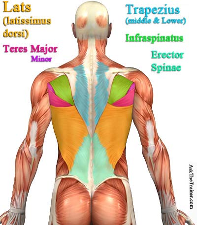 R&uuml;ckenmuskulatur Anatomie