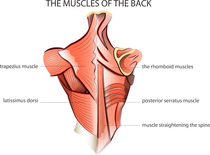 Krafttraining R&uuml;cken Anatomie