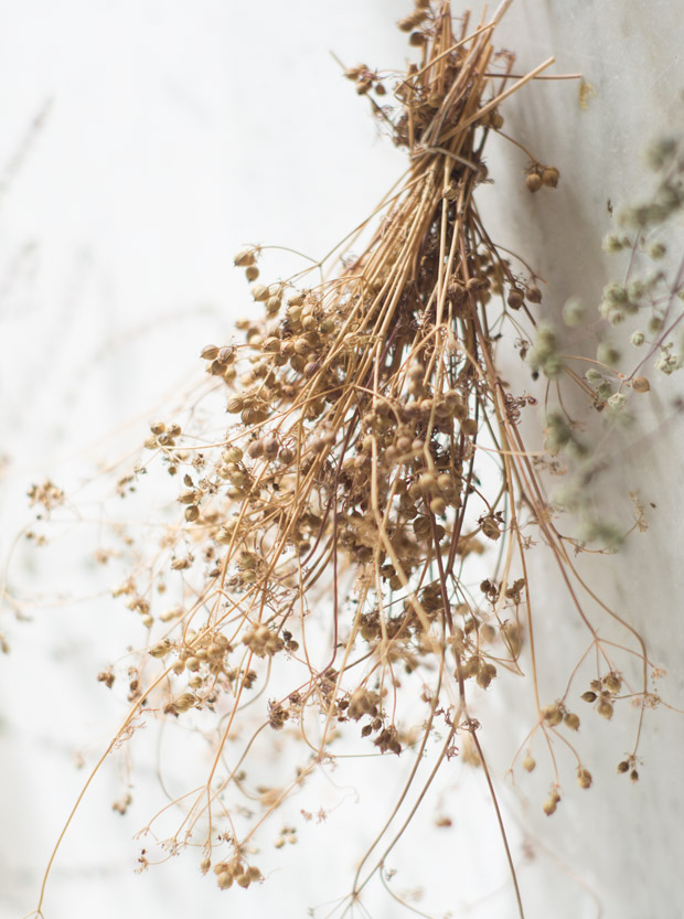 How to dry herbs