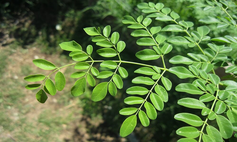 moringa ole&iacute;fera a planta