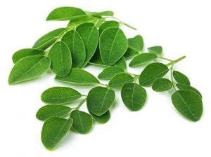 moringa ole&iacute;fera benef&iacute;cios