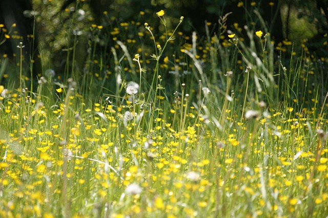 outdoor allergies