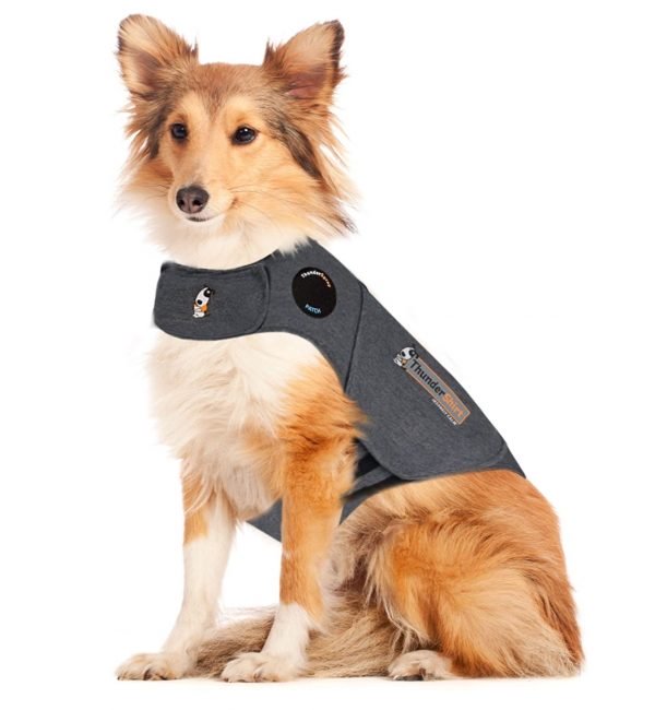  collie in thundershirt