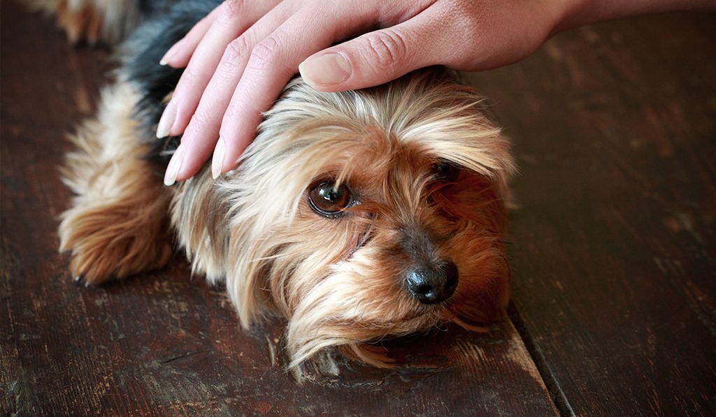 dog with separation anxiety