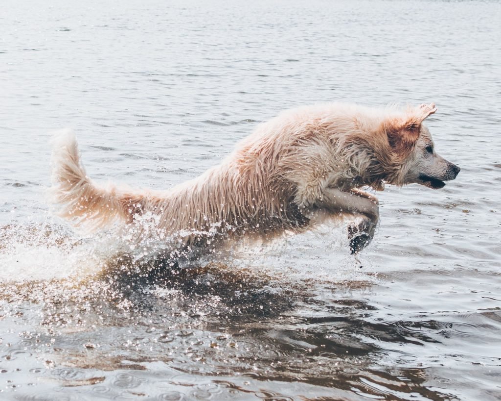 dog days of summer guide water fun and safety section dog jumping in water
