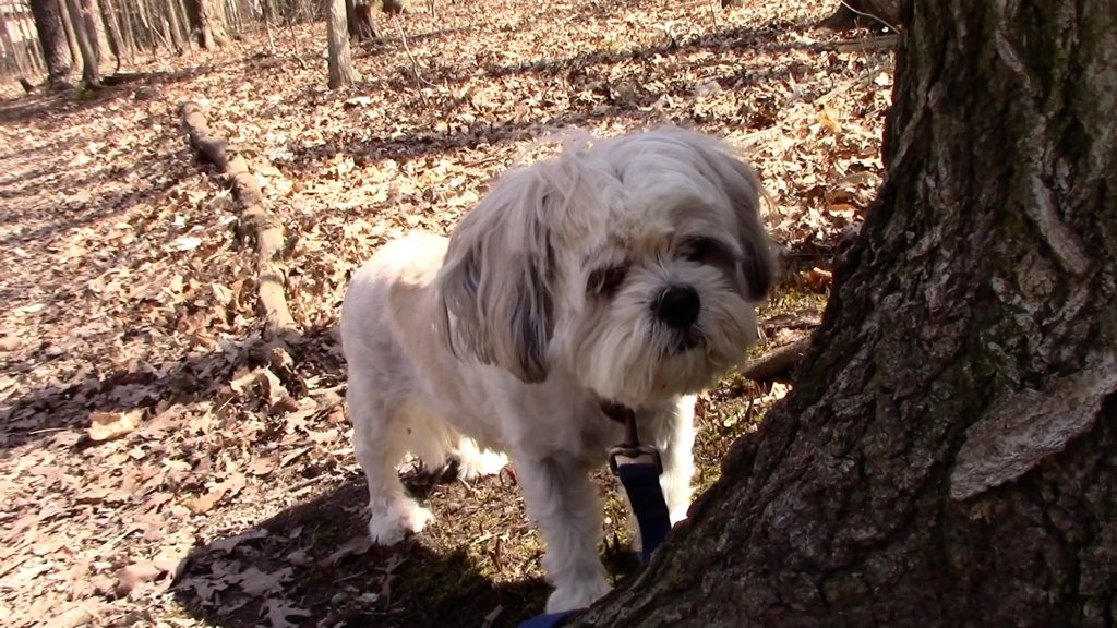 dog birthday old dog senior dogs walks sniffing exploring