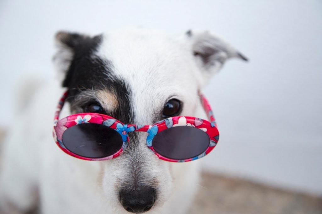 dog days of summer guide warm weather outfits accessories section dog in sunglasses