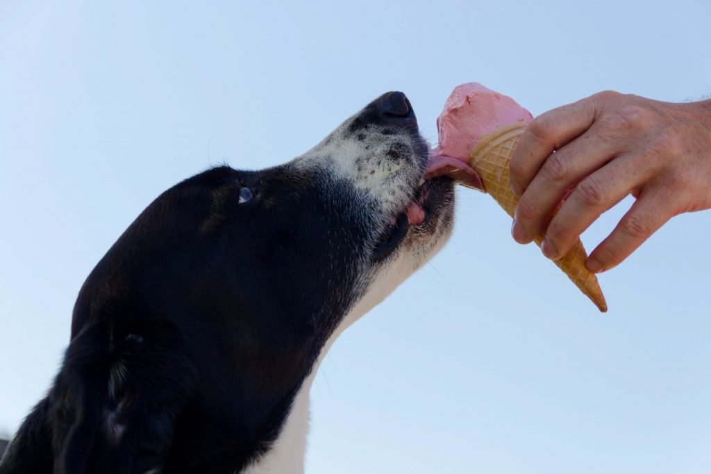 dog days of summer guide summer foods and recipe section dog licking ice cream
