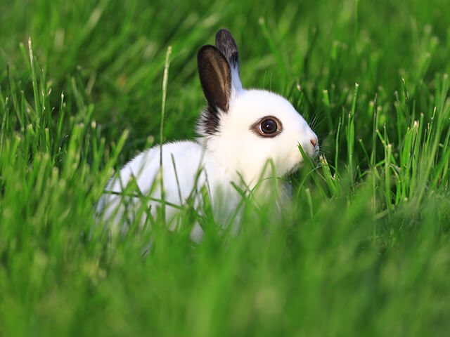 Mini Coelho An&atilde;o Hotot