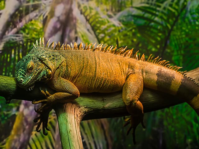 Iguana de estima&ccedil;&atilde;o marrom