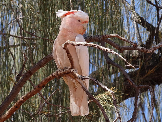 Cacatua Moluca