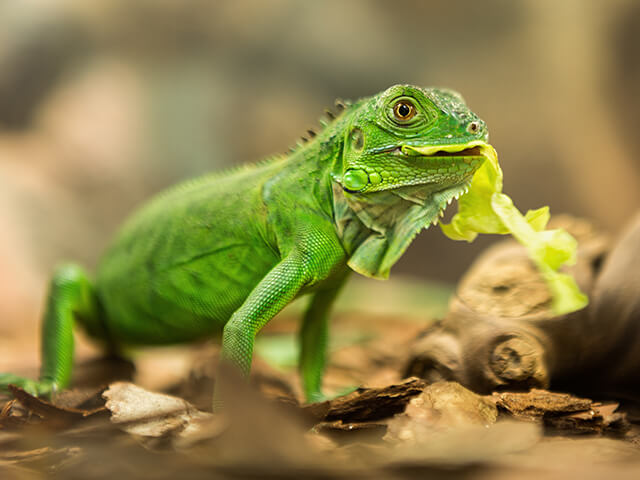 Alimenta&ccedil;&atilde;o adequada pra iguana de estima&ccedil;&atilde;o