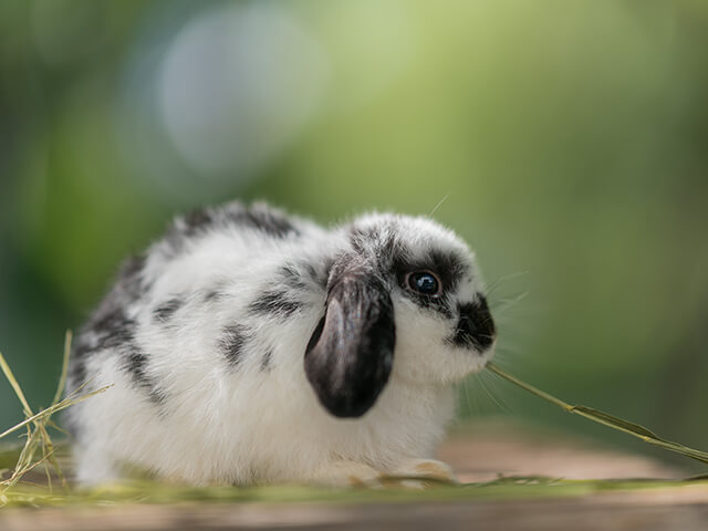 mini coelho lop