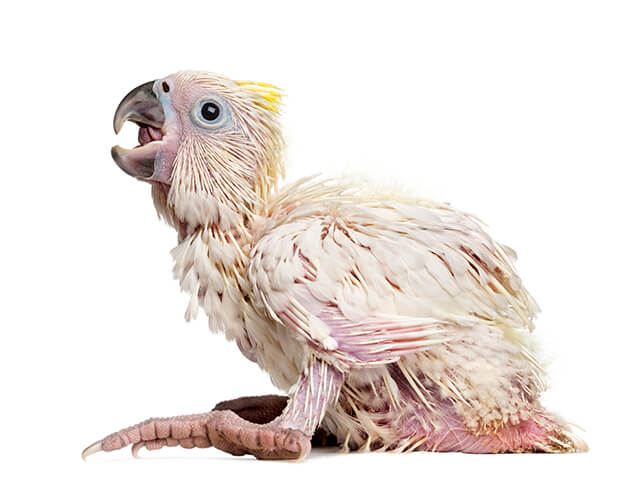 Filhote de Cacatua